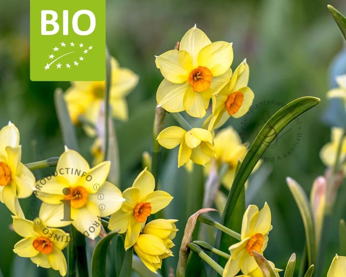 Narcissus 'Martinette' - BIO