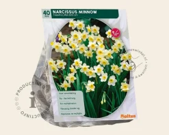 Narcissus 'Minnow'