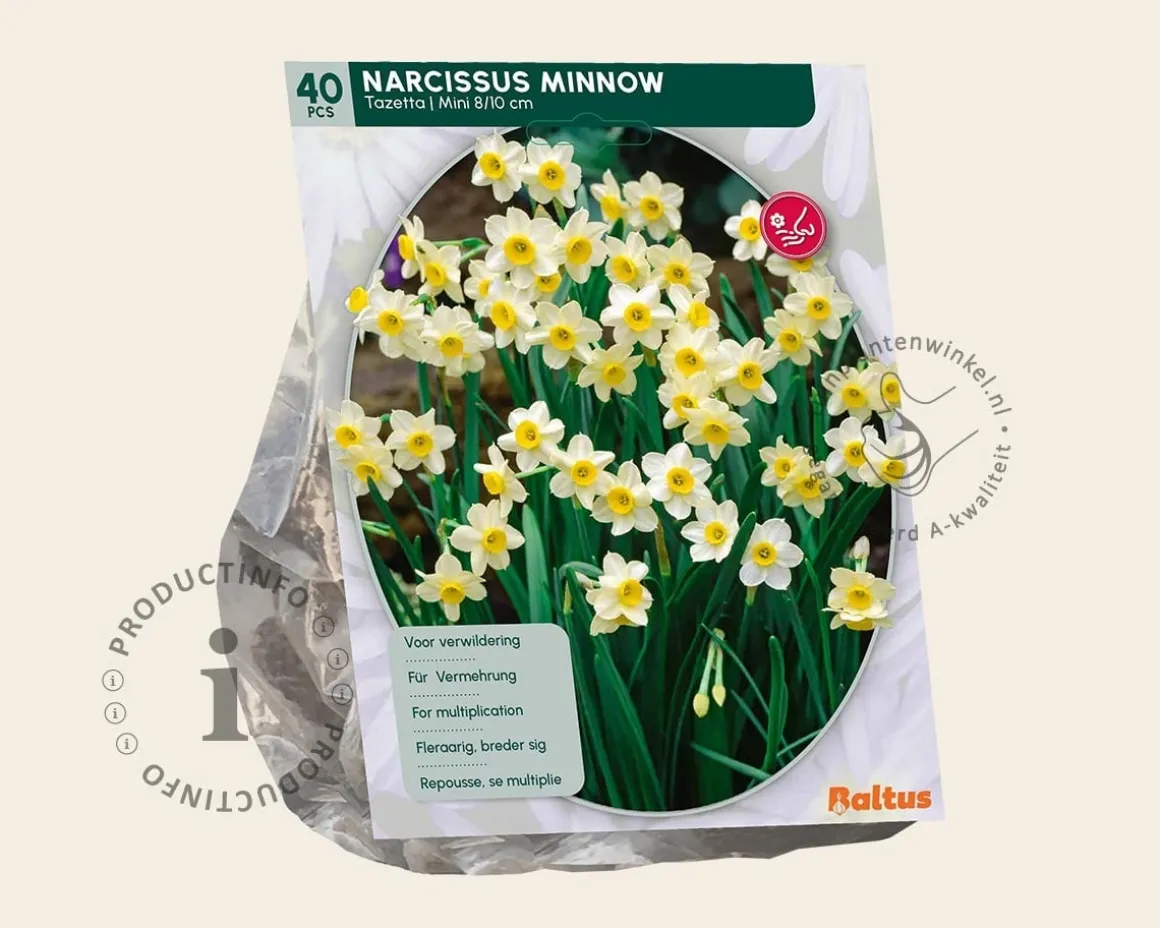 Narcissus 'Minnow'