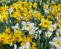 Narcissus Mix Trumpet