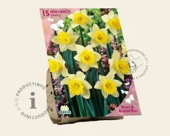 Narcissus pseudonarcissus lobularis