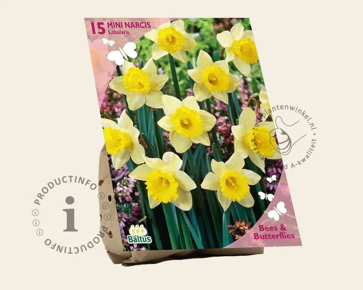 Narcissus pseudonarcissus lobularis