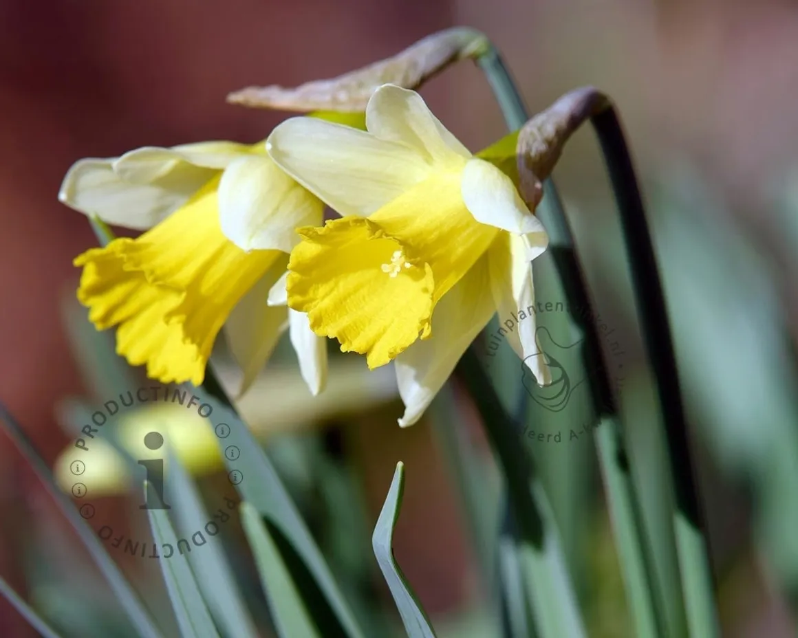 Narcissus pseudonarcissus lobularis
