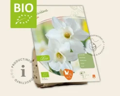 Narcissus 'Pueblo' - BIO