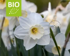 Narcissus 'Pueblo' - BIO