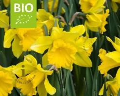 Narcissus 'Rijnvelds Early Sensation' - BIO