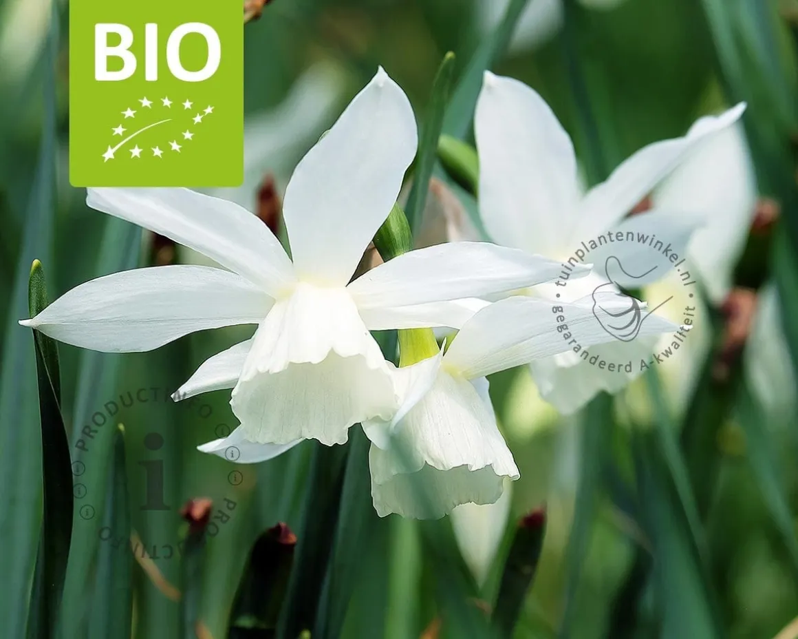 Narcissus triandrus 'Thalia' - BIO