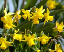 Narcissus 'Tête-a-Tête'