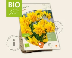 Narcissus Tête Rosette - BIO