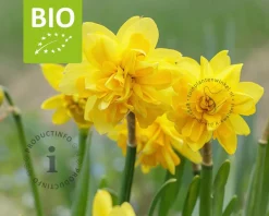 Narcissus Tête Rosette - BIO