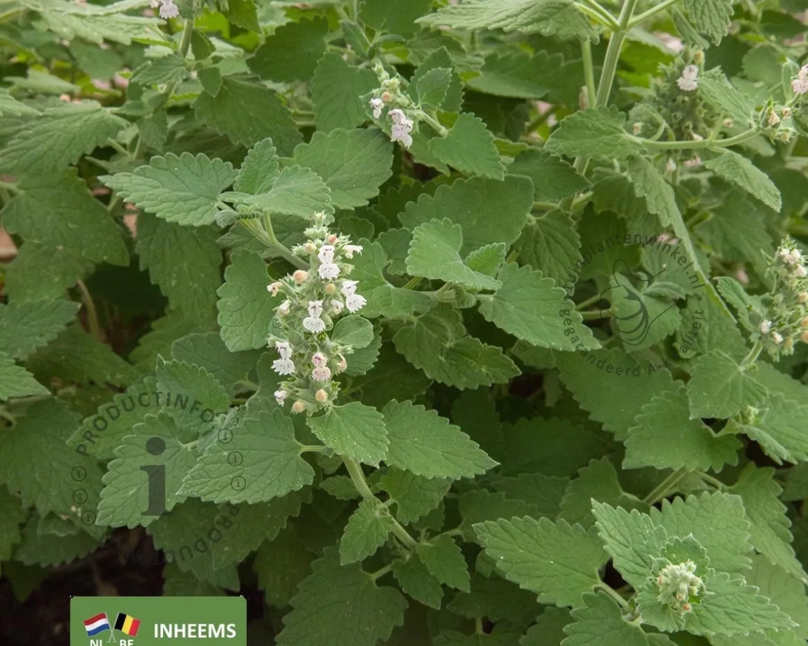 Nepeta cataria