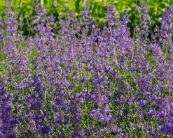 Nepeta ‘Cat’s Pajamas’