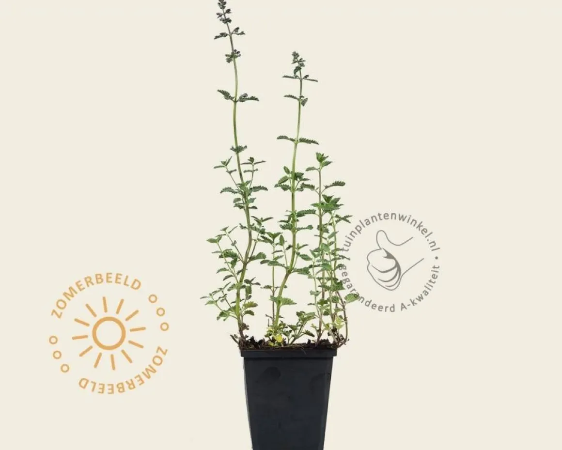 Nepeta faassenii