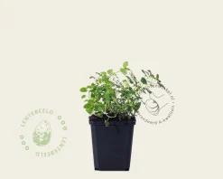 Nepeta faassenii