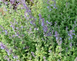 Nepeta faassenii