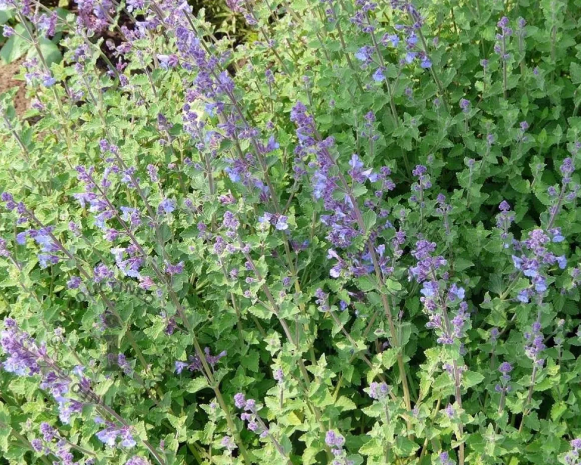 Nepeta faassenii