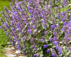 Nepeta faassenii