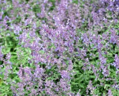 Nepeta faassenii 'Junior Walker'