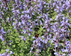 Nepeta faassenii ‘Purrsian Blue’