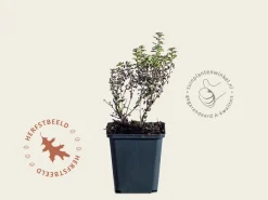 Nepeta faassenii  ‘Purrsian Blue’
