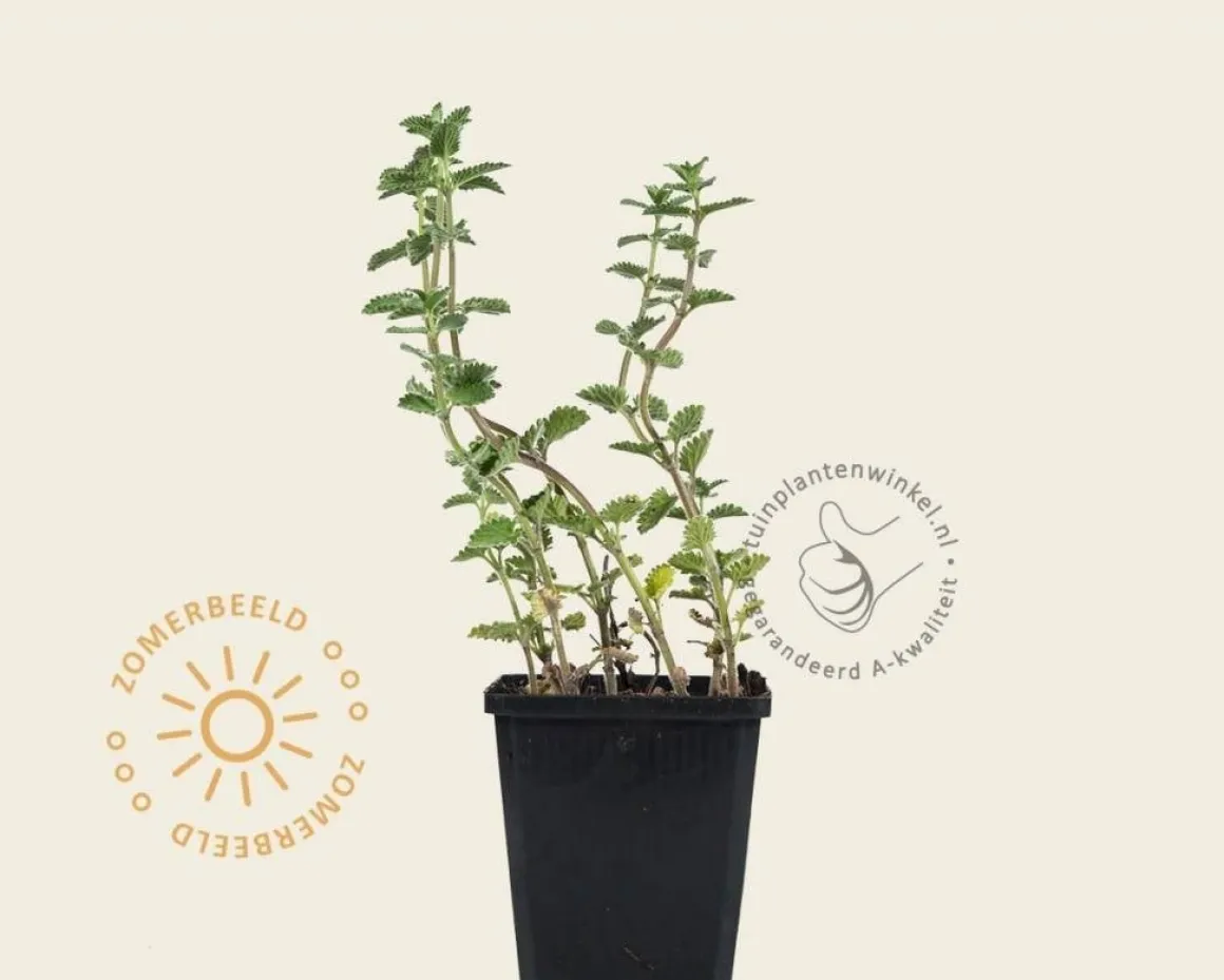 Nepeta faassenii 'Six Hills Giant'