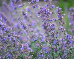 Nepeta faassenii 'Walker's Low'
