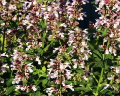 Nepeta grandiflora 'Dawn to Dusk'