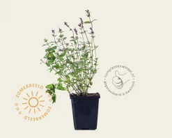 Nepeta racemosa 'Grog'