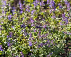 Nepeta racemosa 'Grog'