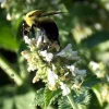 Nepeta racemosa 'Snowflake'