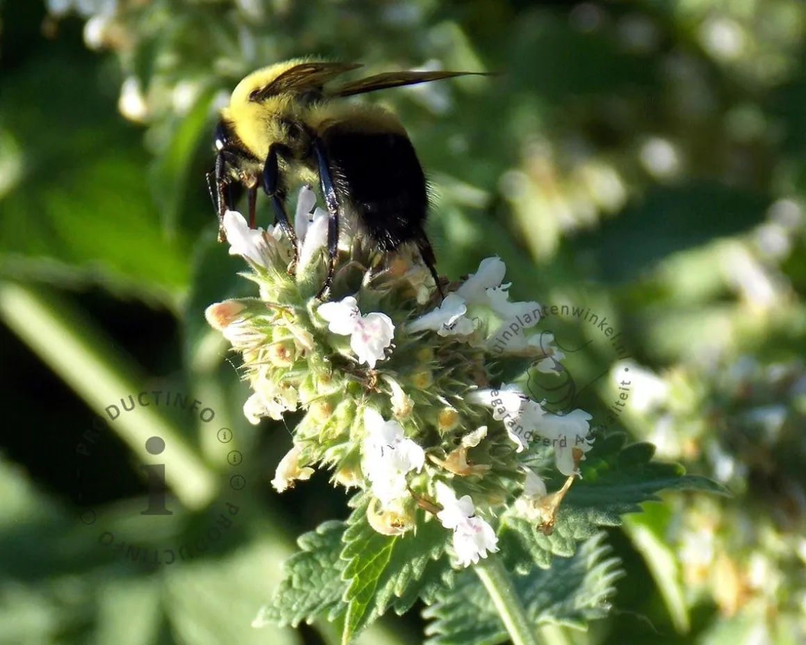 Nepeta racemosa 'Snowflake'