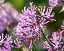 Nerine bowdenii