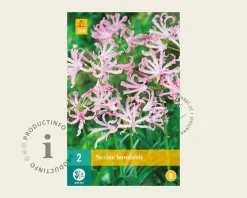 Nerine bowdenii