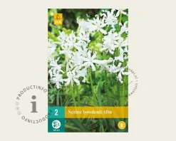 Nerine bowdenii 'Alba'