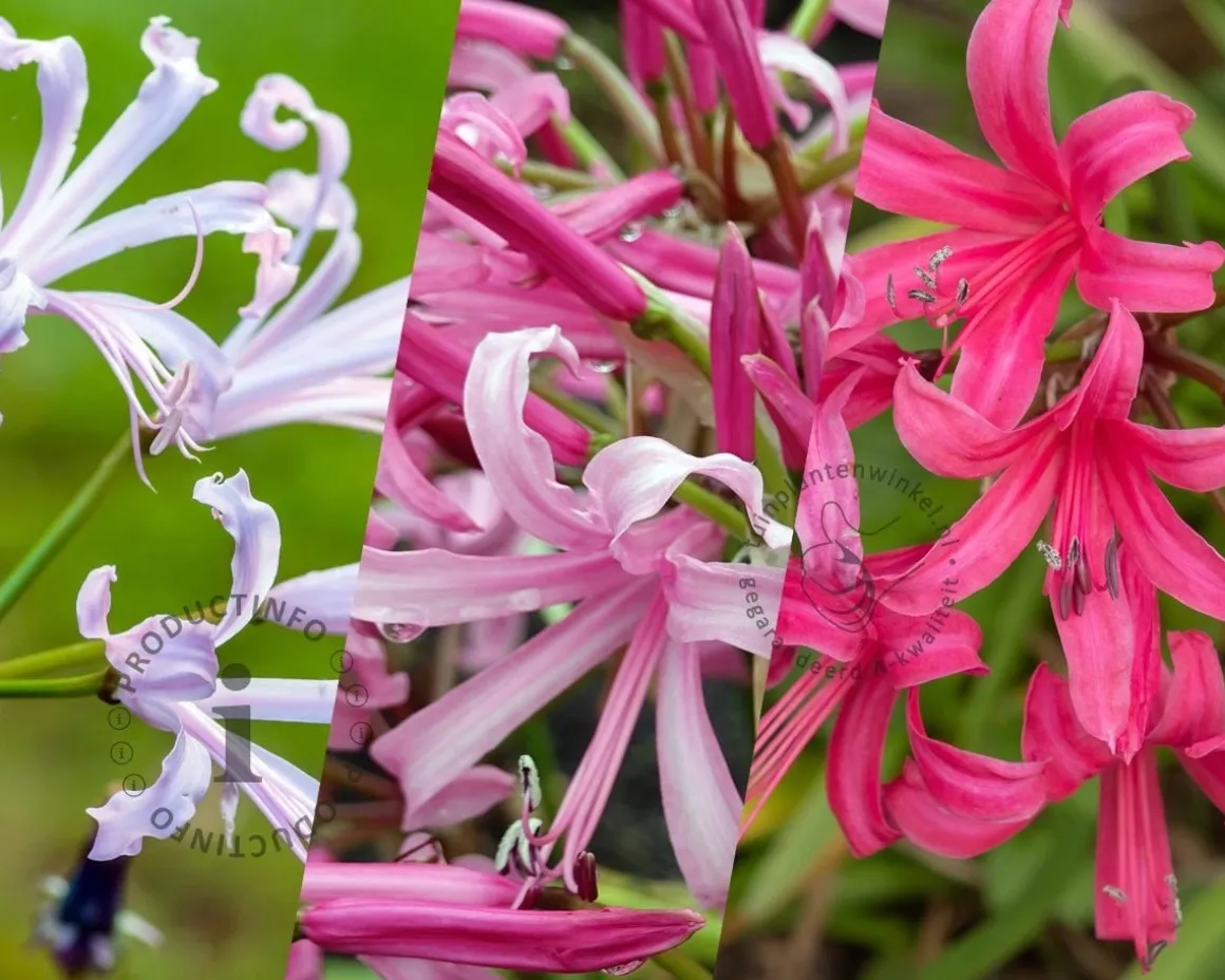 Nerine bowdenii Mix