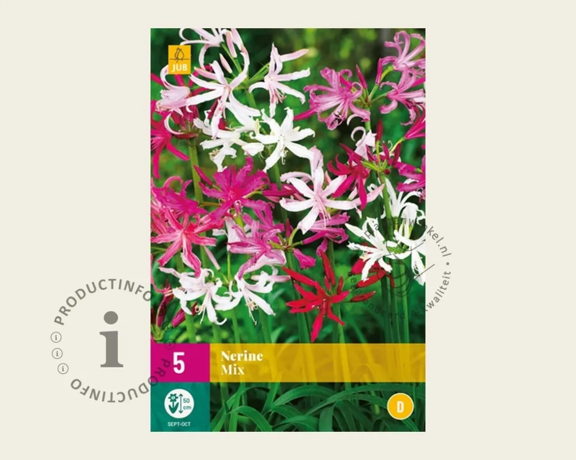 Nerine bowdenii Mix