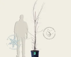 Nothofagus antarctica