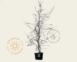 Nothofagus antarctica