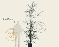 Nothofagus antarctica - beveerd