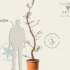 Nothofagus antarctica - bonsai - Excellent