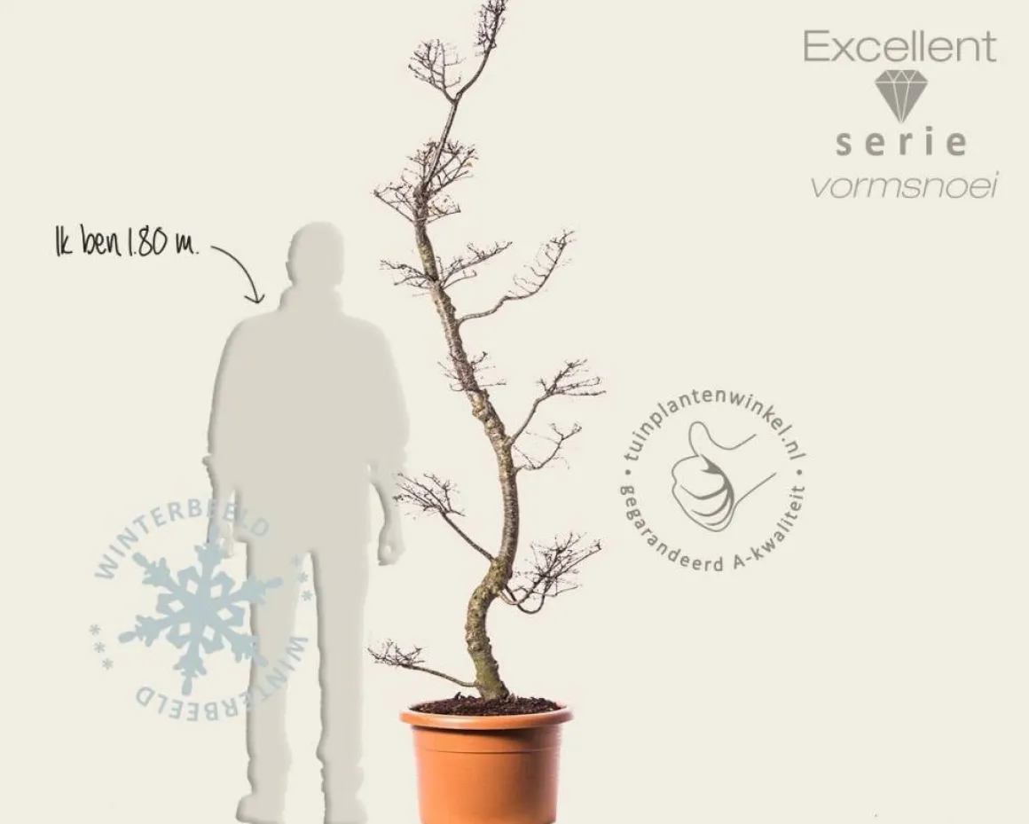 Nothofagus antarctica - bonsai - Excellent