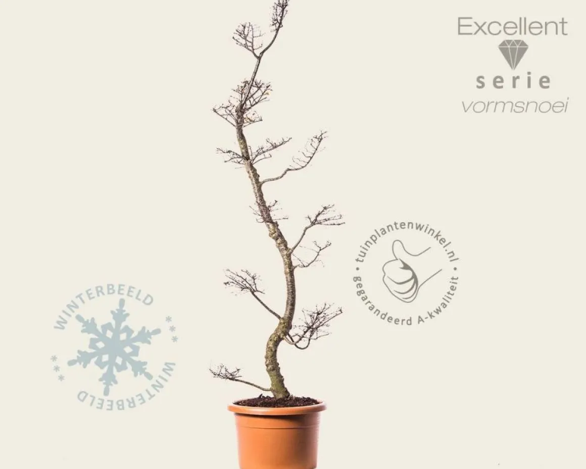 Nothofagus antarctica - bonsai - Excellent