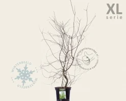 Nothofagus antarctica - XL