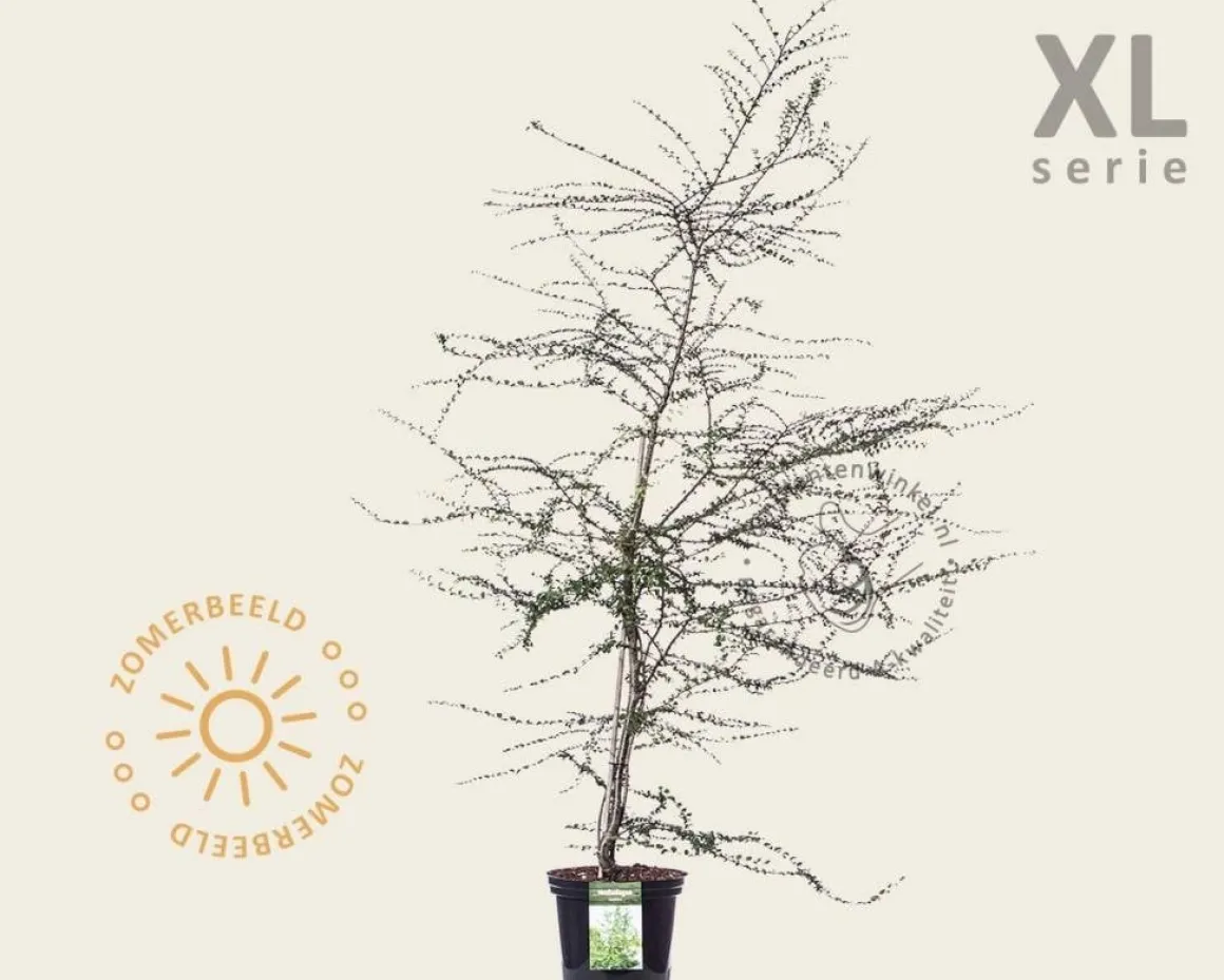 Nothofagus antarctica - XL