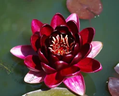 Nymphaea 'Almost Black'