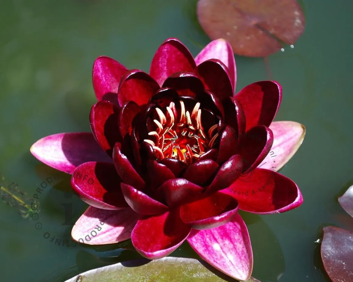 Nymphaea 'Almost Black'