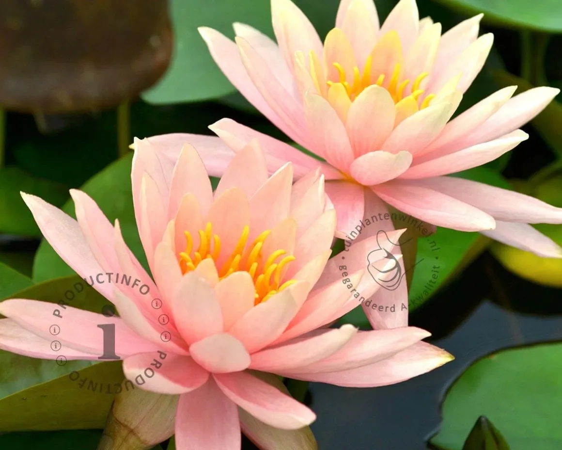 Nymphaea 'Colorado'