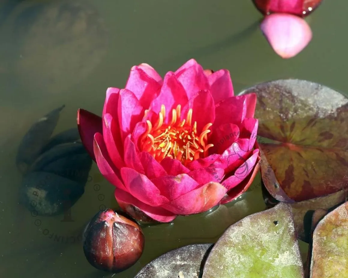 Nymphaea 'James Brydon'
