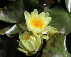 Nymphaea 'Marliacea Chromatella'