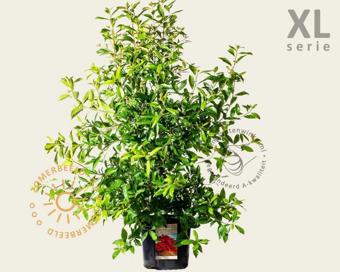 Nyssa sylvatica - XL